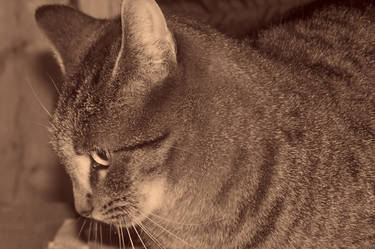 My Cat 2