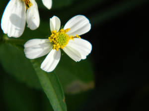 Flowers among flowers