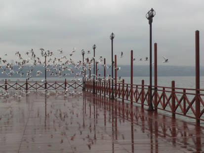 Seagulls - Istanbul