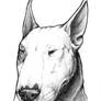 Bull Terrier Portrait