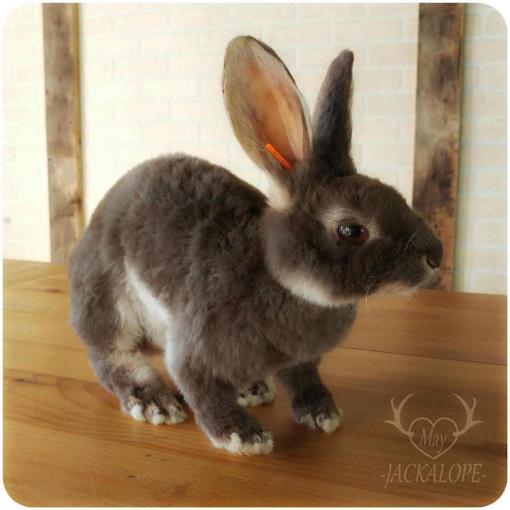 Rex bunny Taxidermy by May-Jackalope on DeviantArt