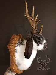 jackalope taxidermy