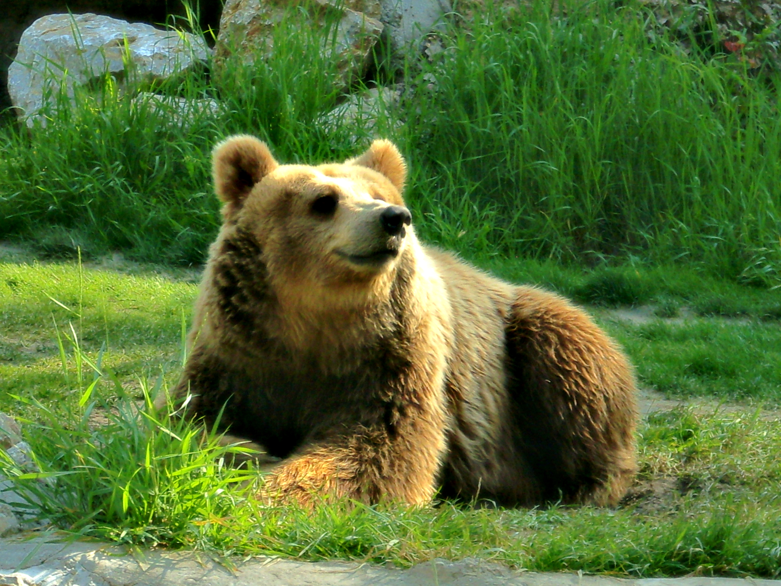 Black bear zoo subotica palic serbia by darkonsu on DeviantArt