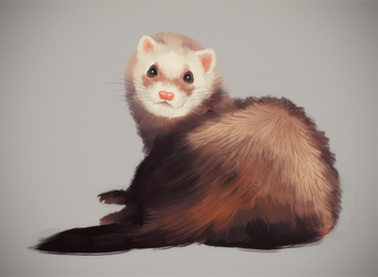 Ferret