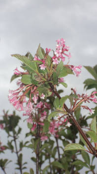 Pink spring flowers