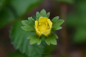 Yellow Flower