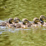 Duckling Parade