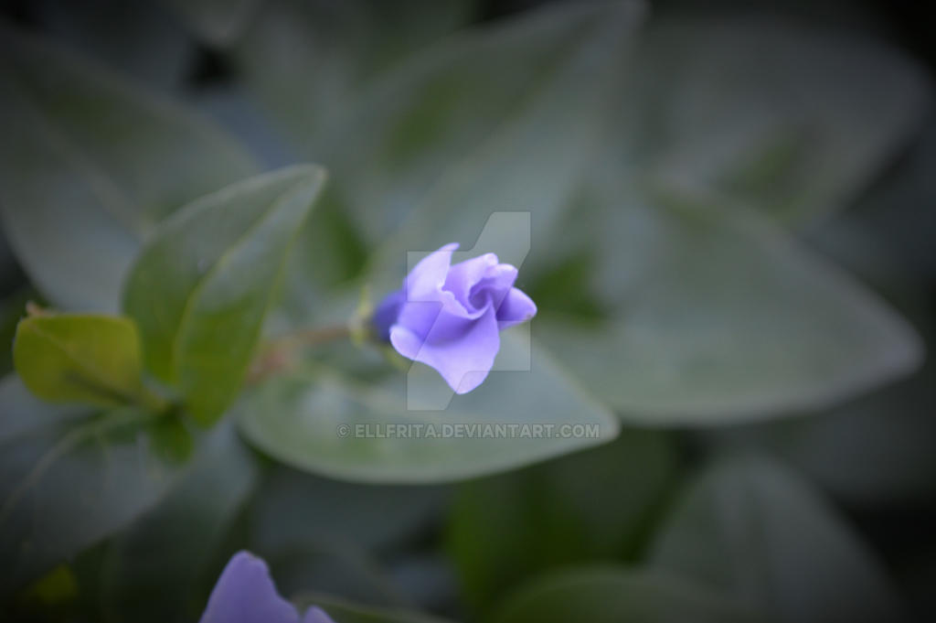 Sql Roxo Roxo by ellfrita on DeviantArt