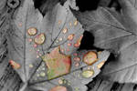 Fall by ChrisBPhoto