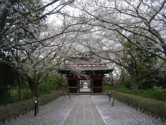 Under a cieling of sakura blossoms