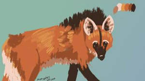 Maned Wolf Study