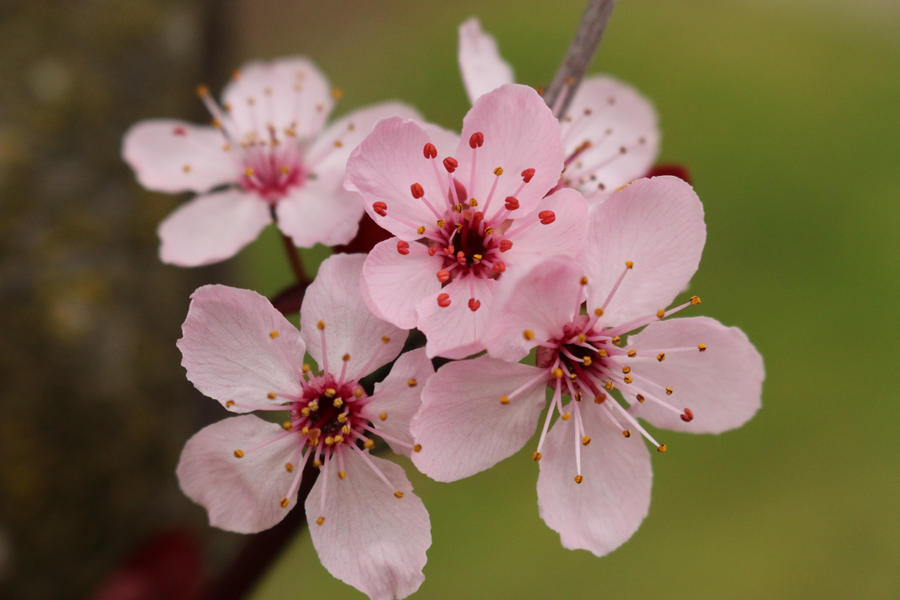 Stock- Cherry Blossoms
