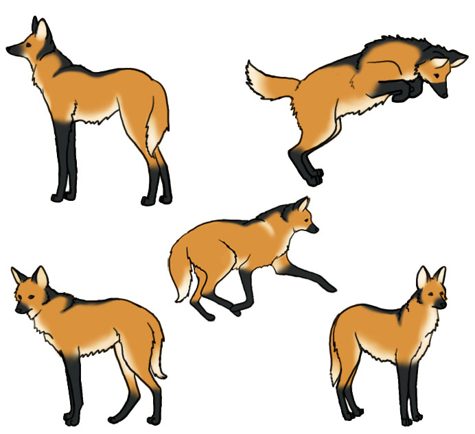 Maned Wolf