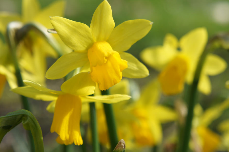 daffodils or Narcissen