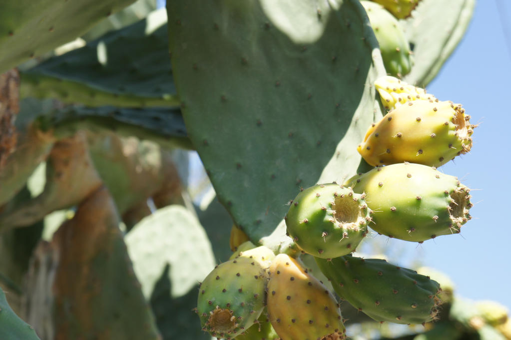 Cactus food