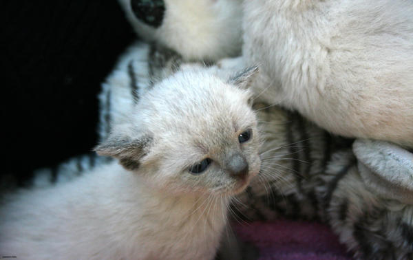 Chaton Da Chaton by passion-foto on DeviantArt