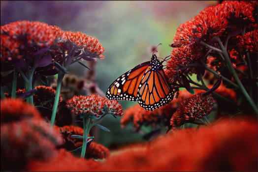 Butterfly In October