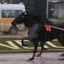 Trot Racing Horse 003