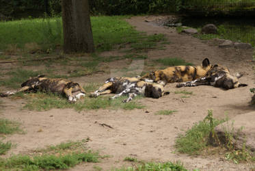 African Wildhound masacre