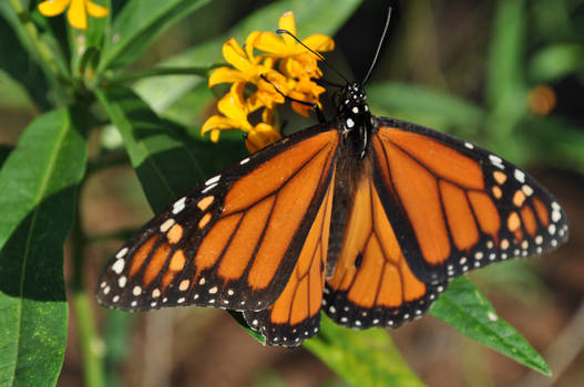 Monarch Butterfly 2