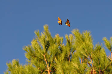 Monarch Butterflies