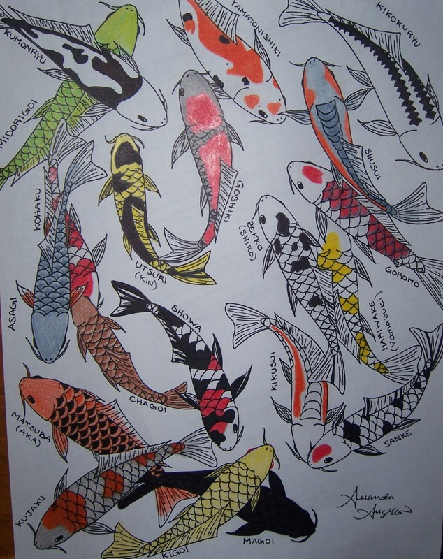 Koi Varieties