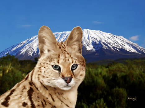 Serval Summit