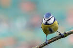 Blue tit II by Svennovitch