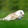 Barn Owl I
