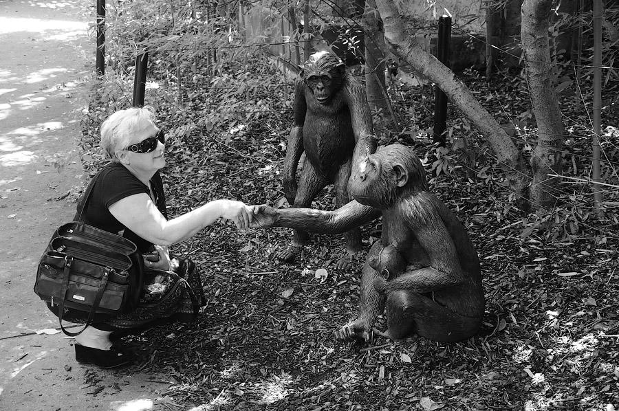 Monkey Stranger stranger, zoo by kailashtraveler on DeviantArt