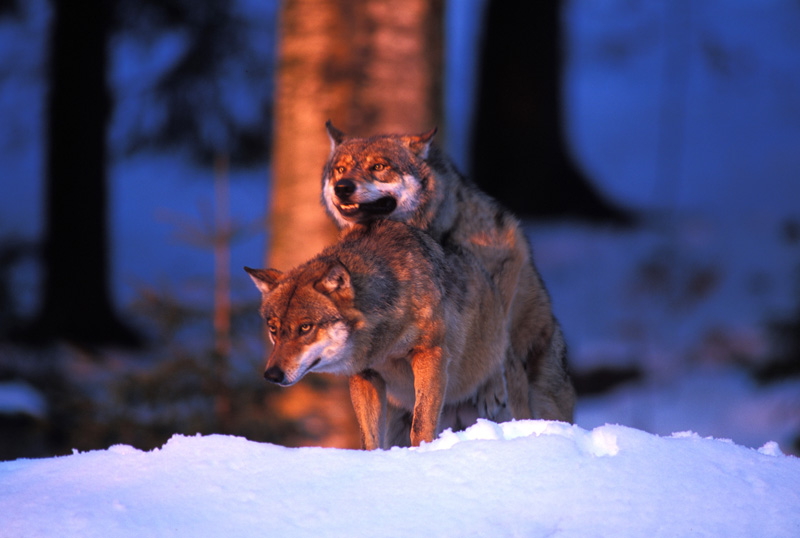 wolves mating