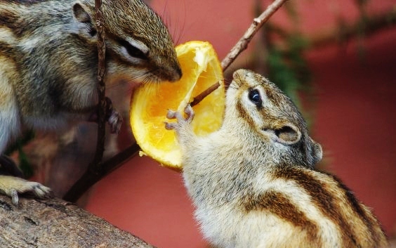 Chipmunks at the Orange