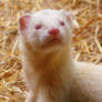 Mr Proud Looking Ferret :3