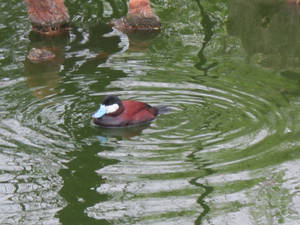 Small Duck, Big Splash