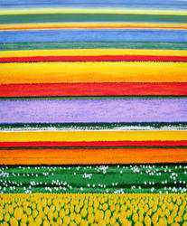 Tulip Fields.