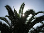 sun through palm