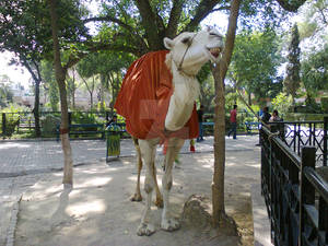 Albino Camel 07