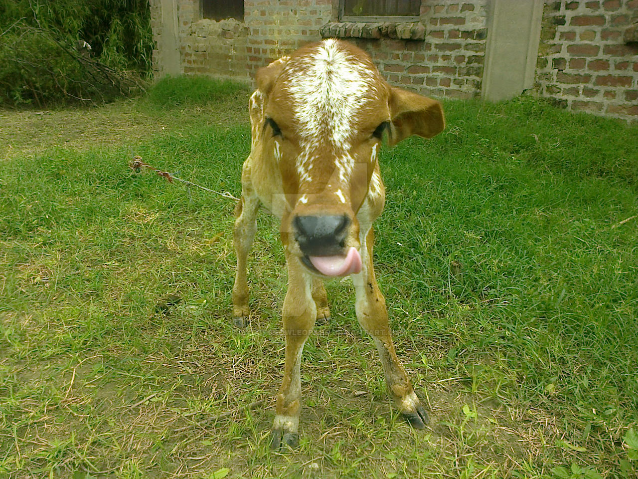 Hungry Calf 01