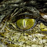 Croc Eye