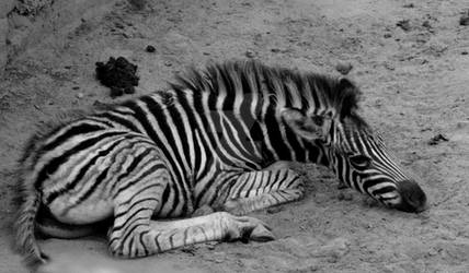 baby Zebra by eyeofsnowleopard