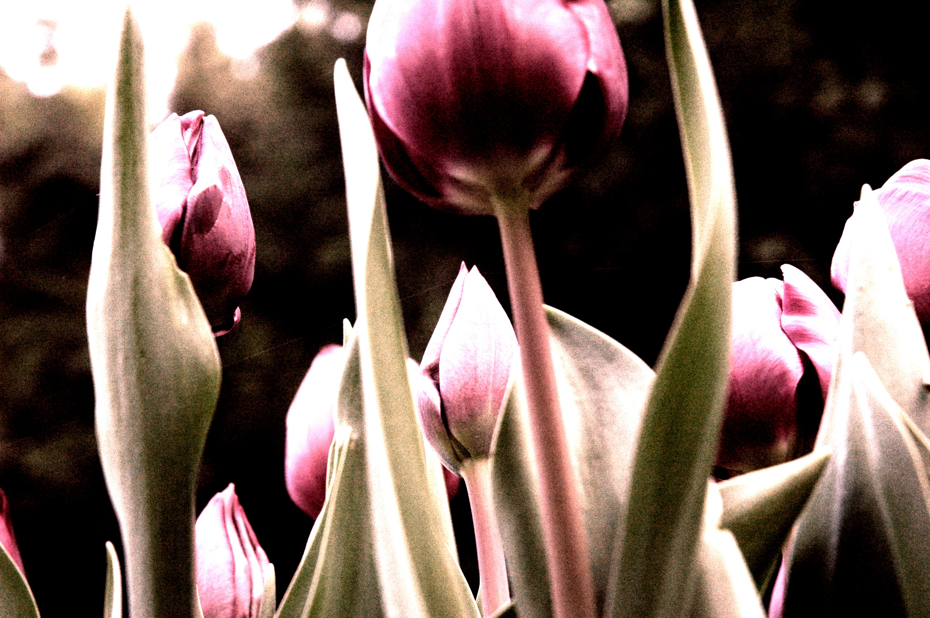 tulips2