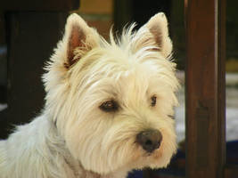 West Highland White Terrier