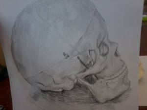 pencil drawing of a skull