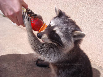 Diego the Raccoon 17