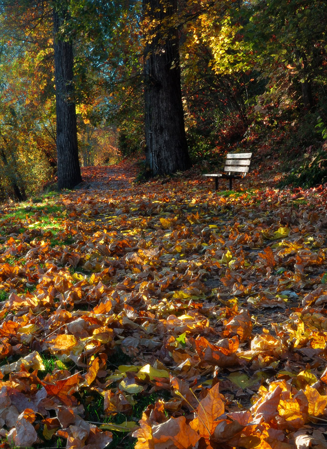 Autumn Leaves