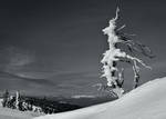 Resisting the Wind by CezarMart