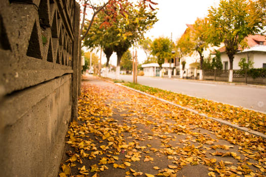 Autumn on my street...