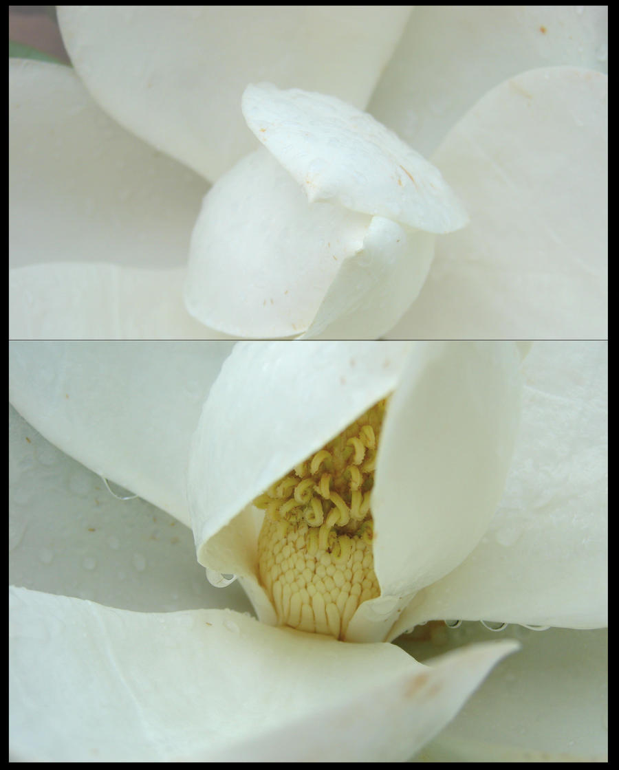 magnolia 2