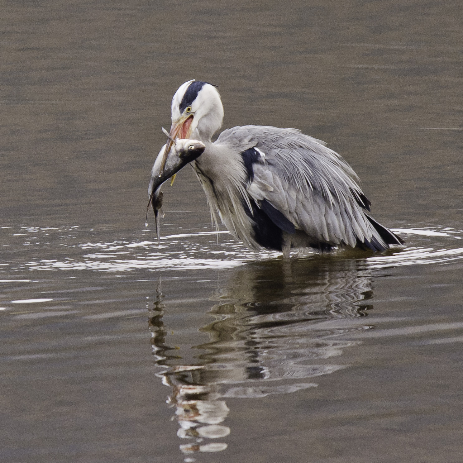 heron cendre