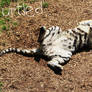 Turtled Tiger